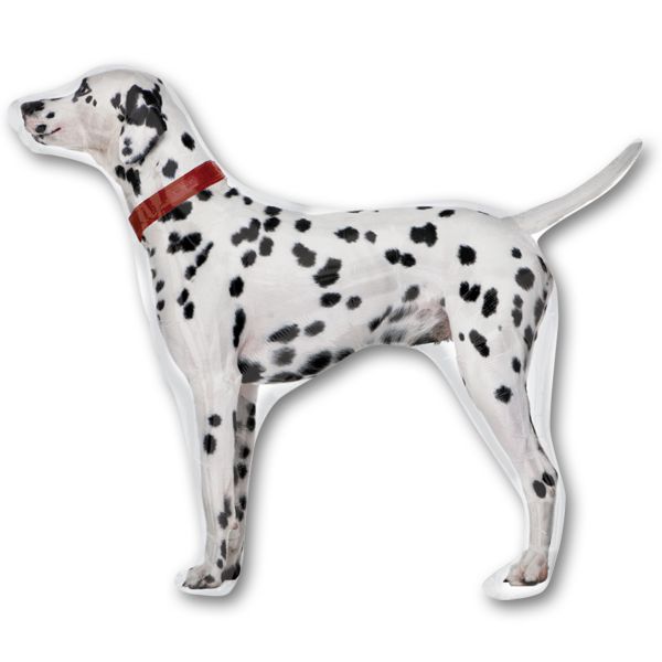 Далматинец "реальный" 56*84см