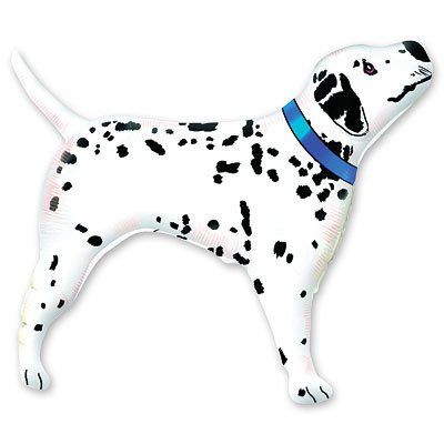 Далматинец синий ошейник